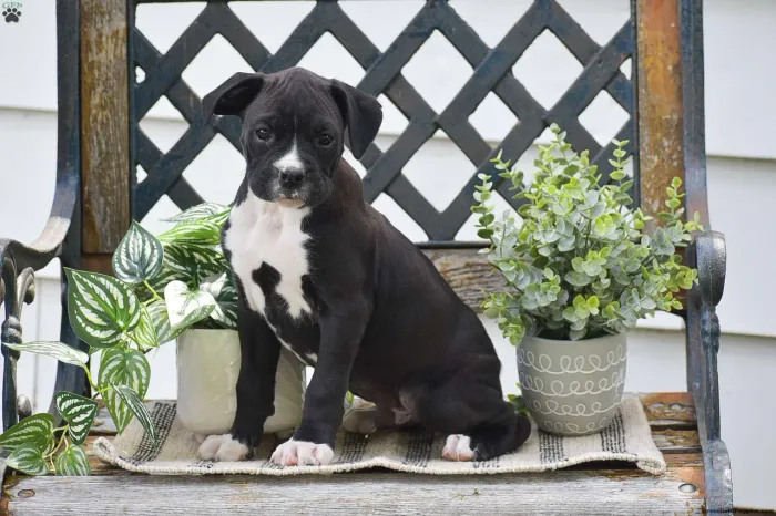 Boxer ? Leve hoje mesmo seu filhote