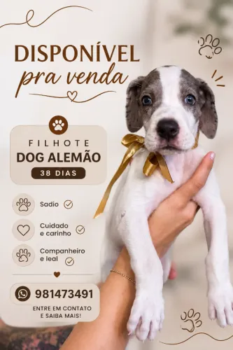 Filhote Dog Alemão