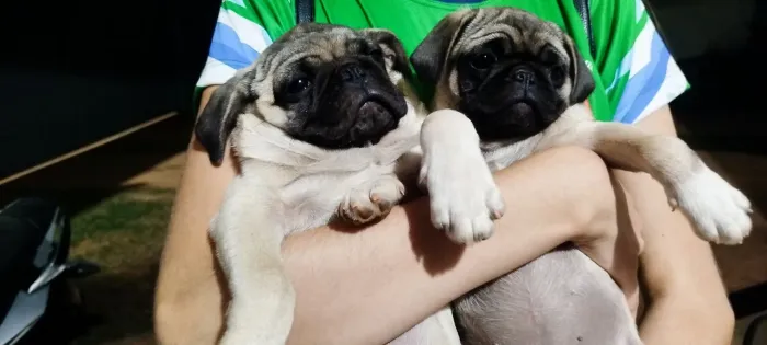 Cachorro PUG