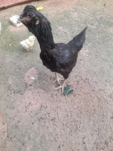 Galo é galinha pra venda