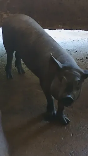 Vende se leitoa caipira otima para cria , é nova nunca criou