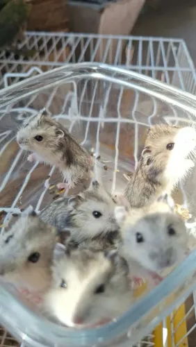 Lindos filhotes de Hamster anão russo
