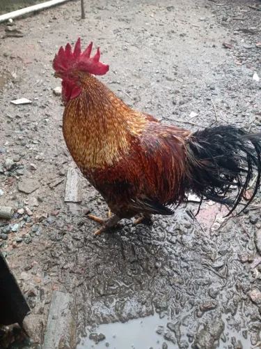 Galo 4 galo caipira pra vender