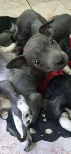 Cachorrinhos para adoção 