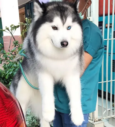 Malamute do Alasca enorme bebês lindos .parcelo