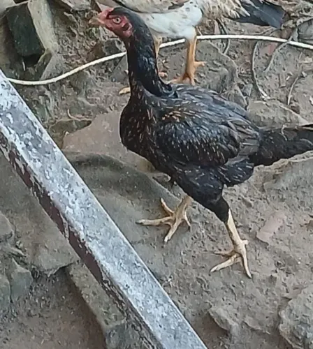 Galinha índia