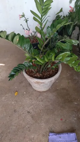 zamiocuca vazo de cimento