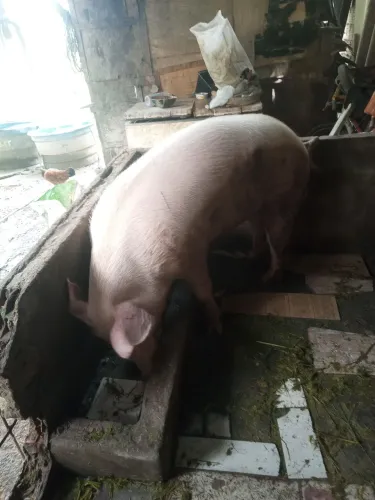 Vendo