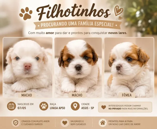 Filhote Lhasa Apso ?