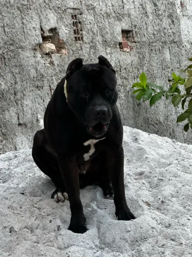 Filhotes de Pitmonster x pitbull 