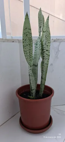 PLANTAS