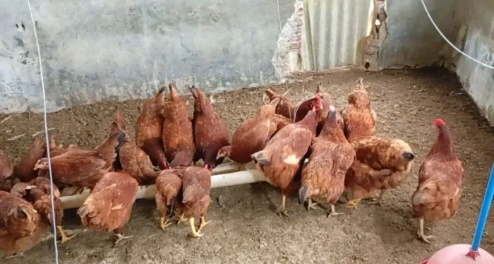 Lote de galinhas poedeiras Embrapa 051