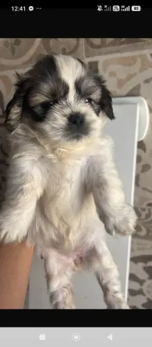 Fêmea shihtzu