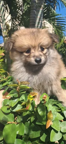 Spitz Alemão Porte Pequeno