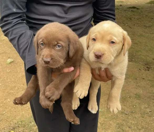 Filhotes de Labrador Puro
