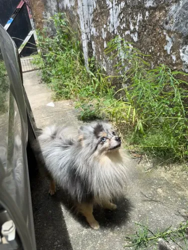 Spitz alemão macho para cobertura 