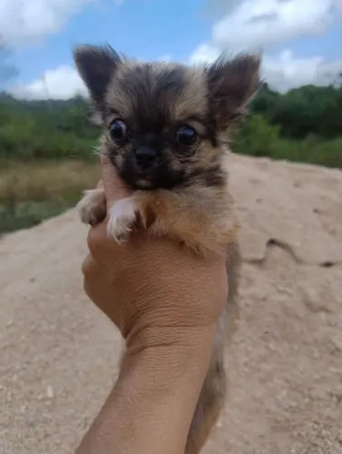 Chihuahua macho com pedigree