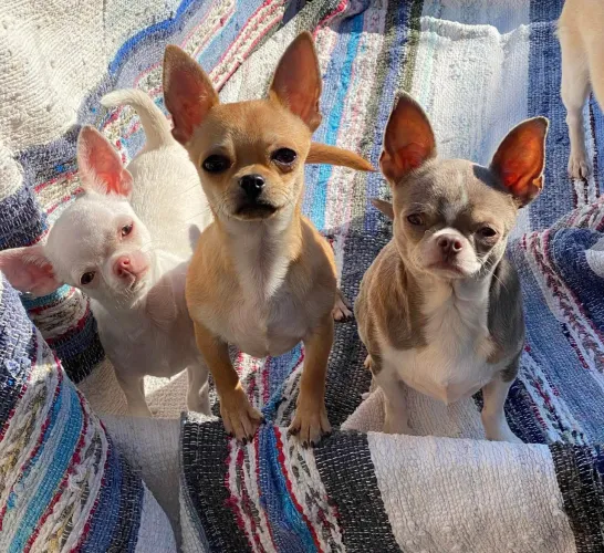 Filhotes chihuahua 