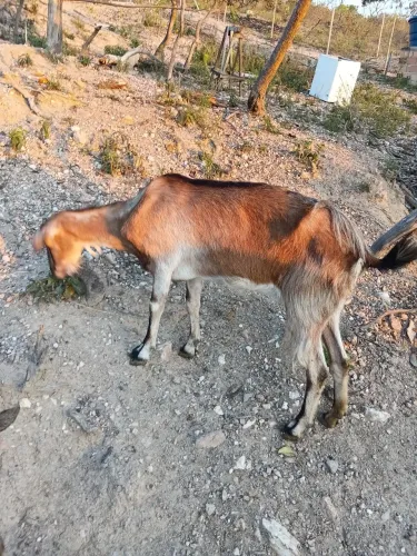 Cabra parida a venda