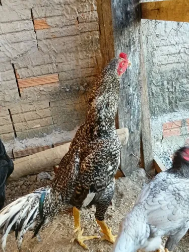 Vende-se frango índio. 