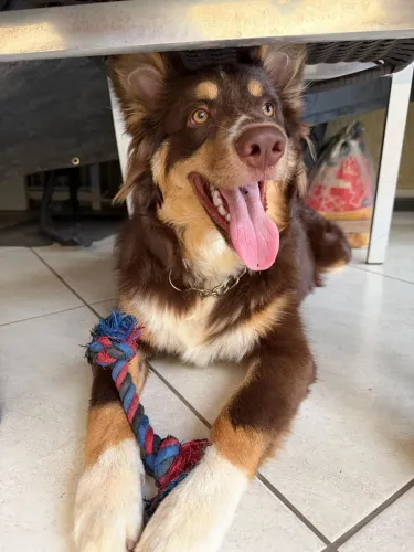 Lindo Border Collie