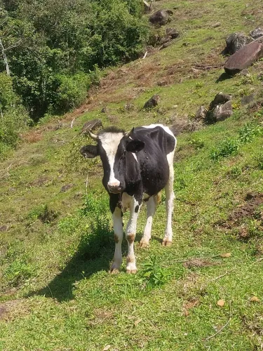 Vendo novilho