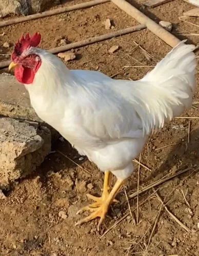 Galo branco 