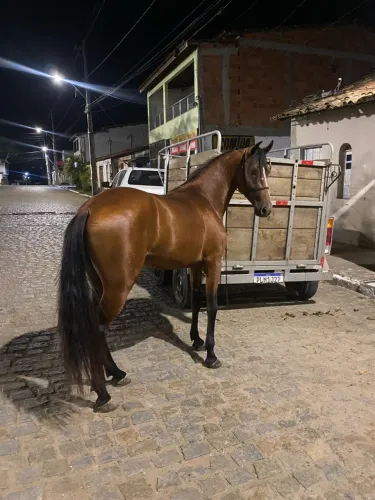 Potro Mangalarga