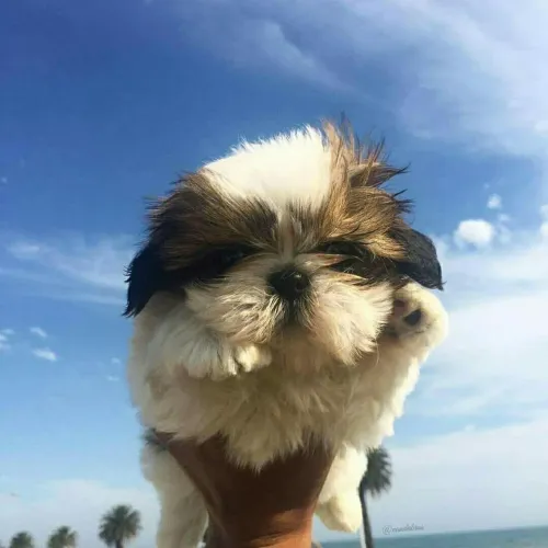 Shih Tzu Mais que um presente: uma nova companhia para a infância