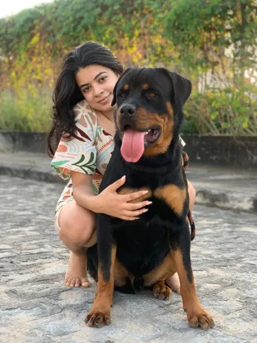 Filhotes de Rotweiller