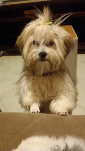 Vendo essa cachorrinha Shitzu com Lhasa