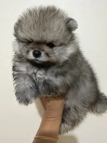 Filhote de Lulu da Pomerânia Fêmea