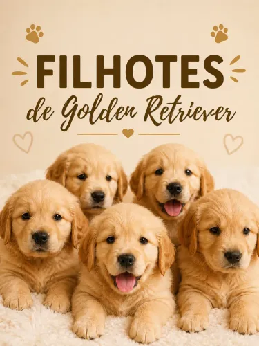 Filhotes de Golden Retriever 