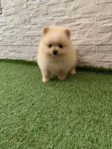 Spitz Alemão