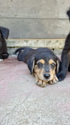 Doação de cachorros 