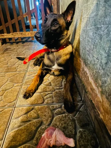 Pastor belga malinois