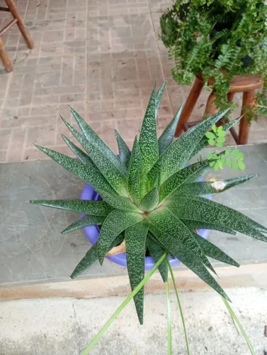Suculenta rabo de lagartixa 