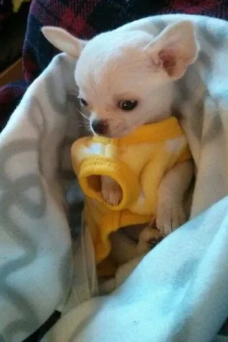 Chihuahua Um amigo que reconhece padrões