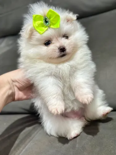 Spitz alemão anão