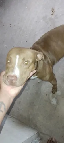 Pitt bull belga
