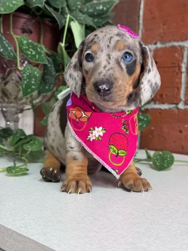 dachshund