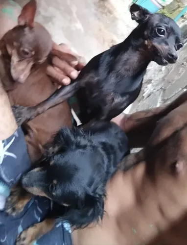 Doação de pinscher.