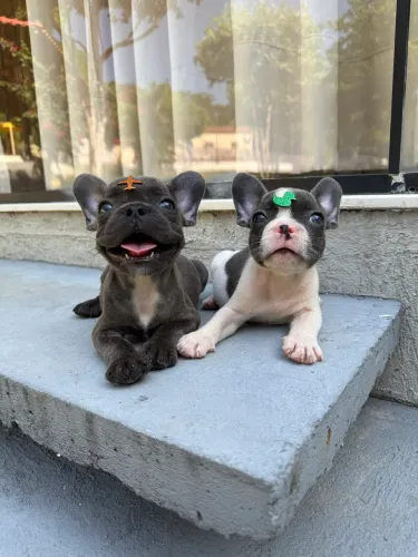 Filhotes Bulldog Francês Meninos