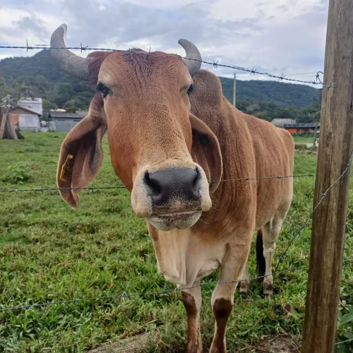 Vaca