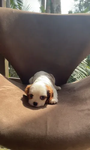 Cavalier King filhote macho disponivel a pronta entrega