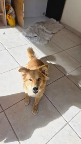 Estou doando essa cachorro fêmea
