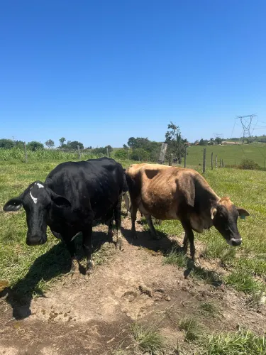 Vacas