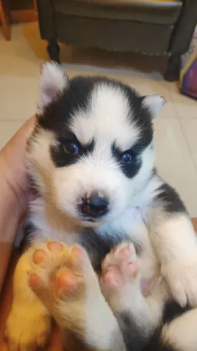 Vendo filhotes de Husky siberiano