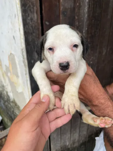 Pitbull 48 dias de nascido