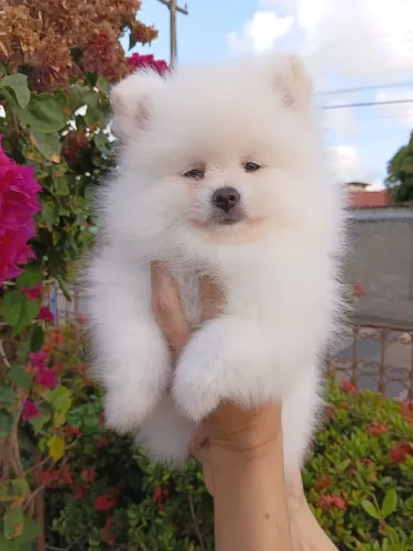 Spitz Alemão 